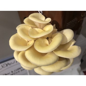 Mushroom Kit - Yellow Oyster (Pleurotus Citrinopileatus) - Best looking and very tasty - Free Shipping 